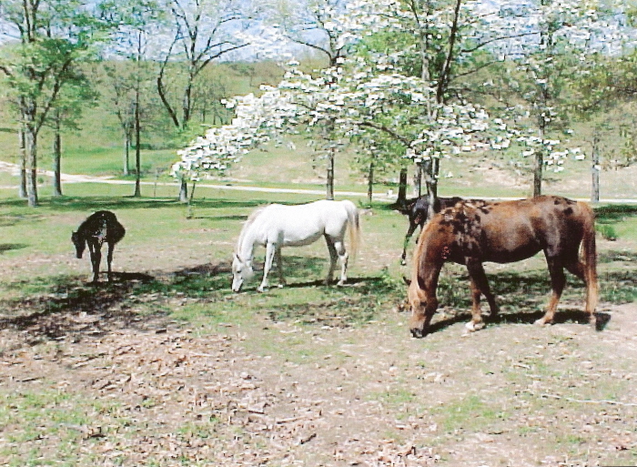 horses-dogwoods700a.jpg