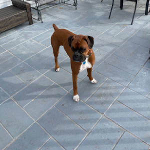 bella11-15-201rs.jpg
